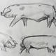 Old Spot boar