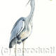Heron