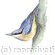Nuthatch