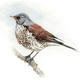 Fieldfare