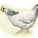 White Sussex Hen