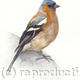 Chaffinch