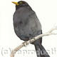 Blackbird 1