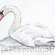 Mute Swan