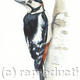 Great Spotted Woodpecker