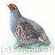 Grey Partridge