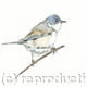 Common Whitethroat