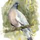 Woodpigeon