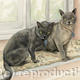 Mr Steffan's Burmese…