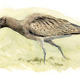 Curlew