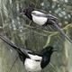 Magpies