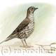 Mistle Thrush