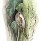 treecreeper-copy