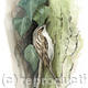 Treecreeper