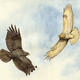 Buzzards