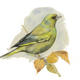 Greenfinch 2