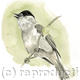 Blackcap (male)