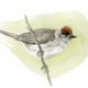 Blackcap (female)