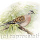 Turtle Dove