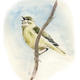 Willow warbler