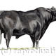 Aberdeen Angus Bull