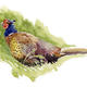 Pheasant 2