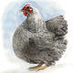 Silver Pencilled Wyandotte