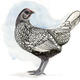 Silver Sebright