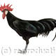 Black Minorca
