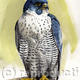 Tiercel Peregrine