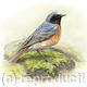 Redstart