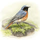 Redstart