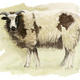 Jacobs sheep