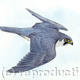 Peregrine Falcon