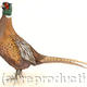 Pheasant