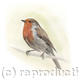 Robin 2