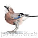 Jay