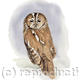 Tawny Owl
