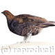 Red Grouse