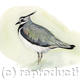 Lapwing