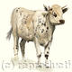 Normandy Cow