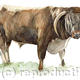 Longhorn Bull