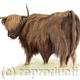 Highland Cow