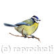 Bluetit 2