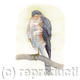 Sparrowhawk