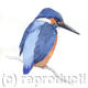 Kingfisher 2