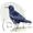 Chough