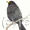 Blackbird 1