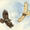 Buzzards