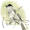 Blackcap (male)